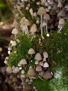 Coprinellus disseminatus (Psathyrellaceae)  - Coprin grégaire, Coprin disséminé - Fairy Inkcap Pas-de-Calais [France] 02/09/2006 - 110m