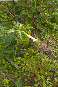 Datura stramonium (Solanaceae)  - Datura, stramoine - Thorn-apple Nord [France] 30/09/2006 - 40m