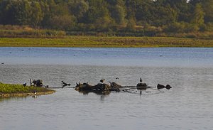 Fulica atra (Rallidae)  - Foulque macroule - Common Coot Nord [France] 30/09/2006 - 50m