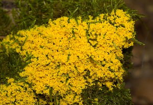 Fuligo septica (Physaraceae)  - Fleur de tan - Scrambled egg slime, Flowers of tan, Dog vomit slime mold Marne [France] 16/09/2006 - 190m