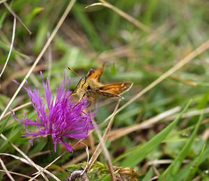 Ochlodes sylvanus (Hesperiidae)  - Sylvaine, Sylvain, Sylvine Pas-de-Calais [France] 02/09/2006 - 90m