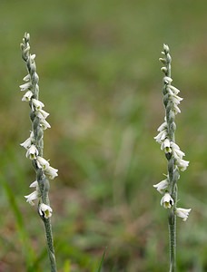 Spiranthes spiralis (Orchidaceae)  - Spiranthe d'automne, Spiranthe spiralée - Autumn Lady's-tresses Pas-de-Calais [France] 02/09/2006 - 80m