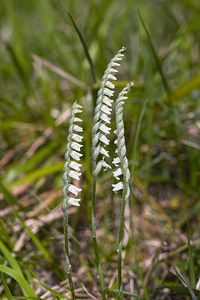 Spiranthes spiralis (Orchidaceae)  - Spiranthe d'automne, Spiranthe spiralée - Autumn Lady's-tresses Pas-de-Calais [France] 09/09/2006 - 80m