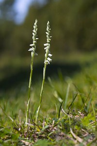 Spiranthes spiralis (Orchidaceae)  - Spiranthe d'automne, Spiranthe spiralée - Autumn Lady's-tresses Pas-de-Calais [France] 09/09/2006 - 80m