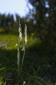 Spiranthes spiralis (Orchidaceae)  - Spiranthe d'automne, Spiranthe spiralée - Autumn Lady's-tresses Pas-de-Calais [France] 09/09/2006 - 80m