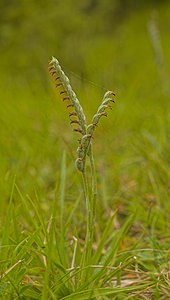 Spiranthes spiralis (Orchidaceae)  - Spiranthe d'automne, Spiranthe spiralée - Autumn Lady's-tresses Pas-de-Calais [France] 23/09/2006 - 80m