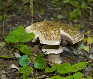 Agaricus sylvaticus (Agaricaceae)  - Agaric des forêts, Psalliote des bois - Blushing Wood Mushroom Nord [France] 11/10/2006 - 20m