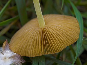 Bolbitius titubans (Bolbitiaceae)  - Yellow Fieldcap  [France] 28/10/2006 - 130m