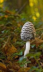 Coprinopsis picacea (Psathyrellaceae)  - Coprin pie, Coprin noir et blanc - Magpie Inkcap Marne [France] 30/10/2006 - 130m