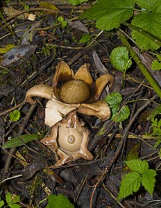 Geastrum triplex (Geastraceae)  - Géastre a trois enveloppes - Collared Earthstar Nord [France] 11/10/2006 - 30m