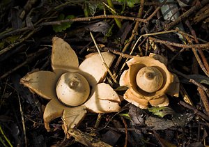 Geastrum triplex (Geastraceae)  - Géastre a trois enveloppes - Collared Earthstar Nord [France] 11/10/2006 - 30m