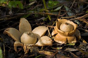 Geastrum triplex (Geastraceae)  - Géastre a trois enveloppes - Collared Earthstar Nord [France] 11/10/2006 - 30m