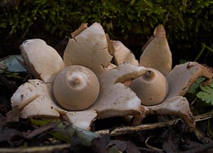 Geastrum triplex (Geastraceae)  - Géastre a trois enveloppes - Collared Earthstar Nord [France] 11/10/2006 - 30m