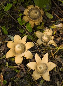 Geastrum triplex (Geastraceae)  - Géastre a trois enveloppes - Collared Earthstar Nord [France] 14/10/2006 - 30m