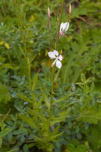 Oenothera lindheimeri (Onagraceae)  - Onagre de Lindheimer, Gaura de Lindheimer Nord [France] 21/10/2006 - 30mplante introduite (provenance Sud Ouest des Etats-Unis ?), ?chapp?e de jardins.