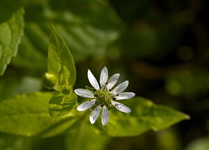 Stellaria aquatica (Caryophyllaceae)  - Stellaire aquatique, Céraiste d'eau - Water Chickweed Nord [France] 14/10/2006 - 20m