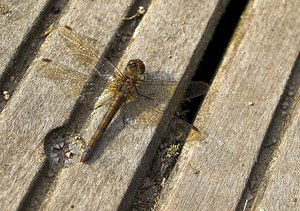 Sympetrum sanguineum (Libellulidae)  - Sympétrum sanguin, Sympétrum rouge sang - Ruddy Darter Nord [France] 14/10/2006 - 20mfemelle ag?e