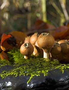 Apioperdon pyriforme (Lycoperdaceae)  - Vesse de loup en poire - Pear-shaped puffball, Stump puffball Somme [France] 18/11/2006 - 120mpoussant ici sur le carpophore d'un autre champignon