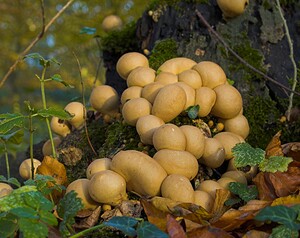 Apioperdon pyriforme (Lycoperdaceae)  - Vesse de loup en poire - Pear-shaped puffball, Stump puffball Pas-de-Calais [France] 19/11/2006 - 90m