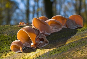 Auricularia auricula-judae (Auriculariaceae)  - Oreille de Judas - Jelly Ear Tournai-Mouscron [Belgique] 29/11/2006 - 60m