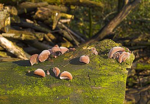 Auricularia auricula-judae (Auriculariaceae)  - Oreille de Judas - Jelly Ear Tournai-Mouscron [Belgique] 29/11/2006 - 60m