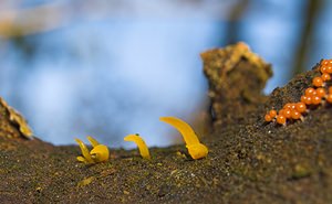 Calocera cornea (Dacrymycetaceae)  - Calocère petite-corne - Small Stagshorn Tournai-Mouscron [Belgique] 29/11/2006 - 60m