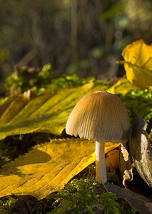 Coprinellus micaceus (Psathyrellaceae)  - Coprin micacé Tournai-Mouscron [Belgique] 29/11/2006 - 60m