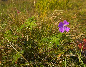 Geranium sanguineum (Geraniaceae)  - Géranium sanguin, Sanguinaire, Herbe à becquet - Bloody Crane's-bill Dinant [Belgique] 01/11/2006 - 160m