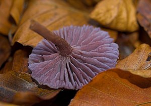 Laccaria amethystina (Hydnangiaceae)  - Laque améthyste - Amethyst Deceiver Pas-de-Calais [France] 19/11/2006 - 100m