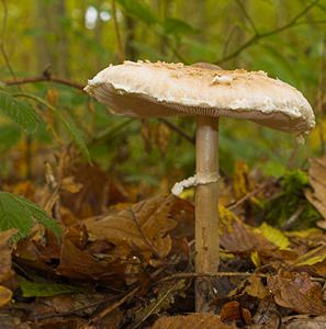 Macrolepiota mastoidea (Secotiaceae)  - Lépiote mamelonnée - Slender Parasol Philippeville [Belgique] 02/11/2006 - 290m