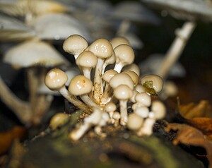 Mucidula mucida (Physalacriaceae)  - Collybie visqueuse - Porcelain Fungus Pas-de-Calais [France] 19/11/2006 - 100m
