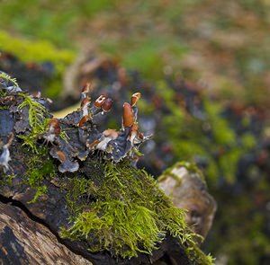 Peltigera hymenina (Peltigeraceae)  Nord [France] 26/11/2006 - 30m