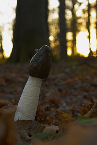 Phallus impudicus (Phallaceae)  - Satyre puant, Phallus impudique, Morille du diable - Stinkhorn Nord [France] 26/11/2006 - 30m