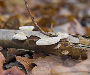 Trametes hirsuta (Polyporaceae)  - Tramète hirsute - Hairy Bracket Nord [France] 26/11/2006 - 30m