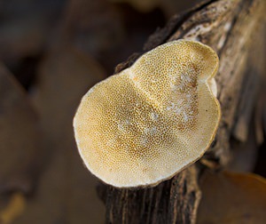 Trametes hirsuta (Polyporaceae)  - Tramète hirsute - Hairy Bracket Nord [France] 26/11/2006 - 30m