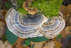 Trametes versicolor (Polyporaceae)  - Tramète versicolore, Tramète à couleur changeante - Turkeytail Nord [France] 26/11/2006 - 30m