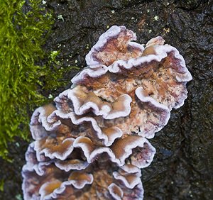 Chondrostereum purpureum (Meruliaceae)  - Stérée pourpre - Silverleaf Fungus Somme [France] 09/12/2006 - 60m