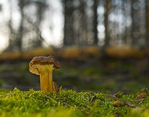 Craterellus tubaeformis (Cantharellaceae)  - Chanterelle en tube Marne [France] 23/12/2006 - 300m