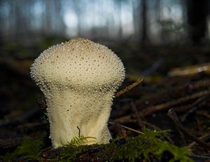 Lycoperdon perlatum (Lycoperdaceae)  - Vesse de loup perlée - Common Puffball Somme [France] 09/12/2006 - 170m