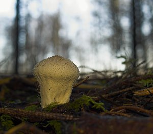 Lycoperdon perlatum (Lycoperdaceae)  - Vesse de loup perlée - Common Puffball Somme [France] 09/12/2006 - 170m