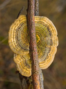Trametes versicolor (Polyporaceae)  - Tramète versicolore, Tramète à couleur changeante - Turkeytail Nord [France] 17/12/2006 - 50m