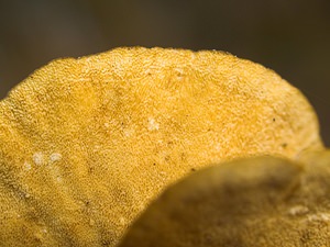 Trametes versicolor (Polyporaceae)  - Tramète versicolore, Tramète à couleur changeante - Turkeytail Nord [France] 17/12/2006 - 50m