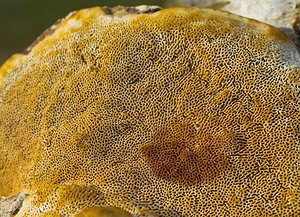 Daedaleopsis confragosa (Polyporaceae)  - Tramète rougissante - Blushing Bracket Nord [France] 01/01/2007 - 50m