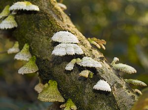 Schizophyllum commune (Schizophyllaceae)  - Schizophylle commun - Common Porecrust, Split gill fungus Nord [France] 01/01/2007 - 50m