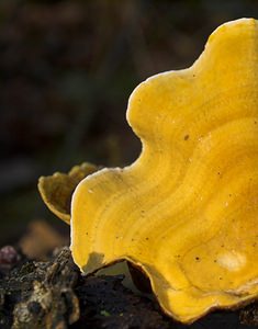 Stereum subtomentosum (Stereaceae)  - Stérée remarquable - Yellowing Curtain Crust Nord [France] 01/01/2007 - 50m