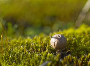 Tulostoma melanocyclum (Tulostomataceae)  - Scaly Stalkball Nord [France] 27/01/2007 - 10m