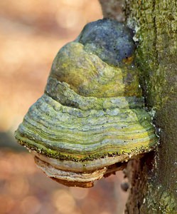 Fomes fomentarius (Polyporaceae)  - Amadouvier, Polypore allume-feu - Tinder Bracket Somme [France] 03/02/2007 - 80m