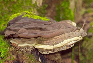 Ganoderma applanatum (Ganodermataceae)  - Ganoderme plat, Ganoderme aplani - Artist's Bracket Pas-de-Calais [France] 18/02/2007 - 150m