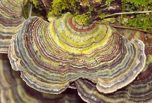 Trametes versicolor (Polyporaceae)  - Tramète versicolore, Tramète à couleur changeante - Turkeytail Pas-de-Calais [France] 18/02/2007 - 150m