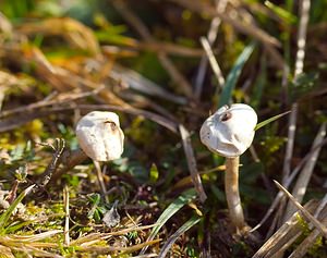 Tulostoma brumale (Tulostomataceae)  - Winter Stalkball Somme [France] 03/02/2007 - 80m